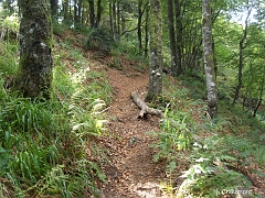 Ce type de forêt d'altitude ne se retrouve pas en tant que telle en plaine